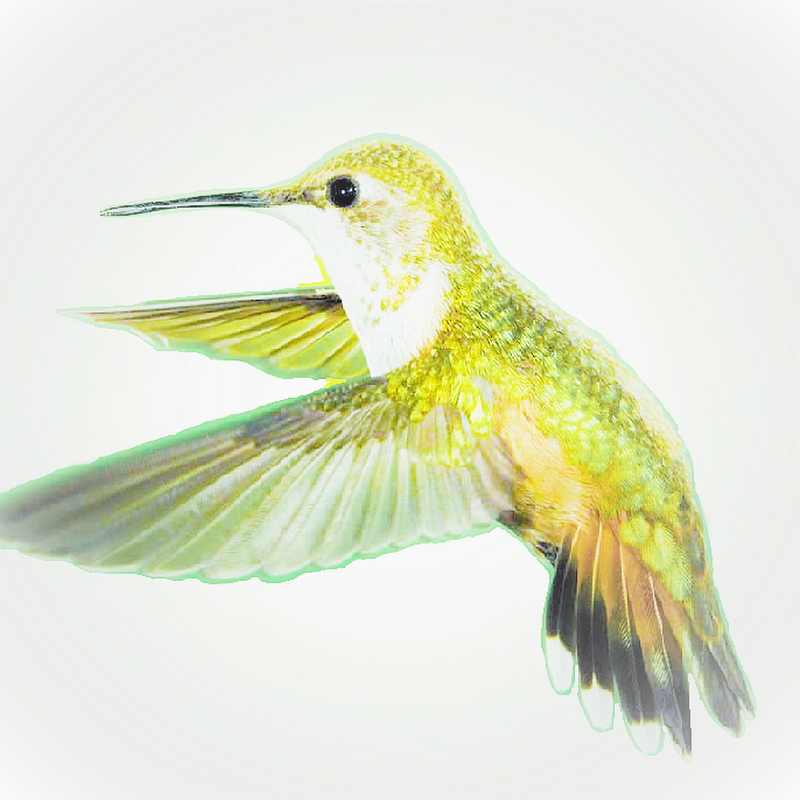 Hummingbird Mobile Health