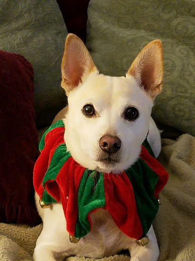 Pet Supply Store «The Naked Dog (Protein For Pets)», reviews and photos, 7385 Milliken Ave #120, Rancho Cucamonga, CA 91730, USA