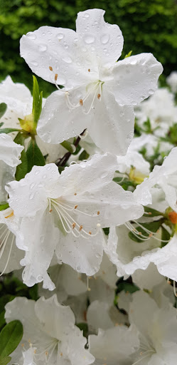 Modern Art Museum «Solomon R. Guggenheim Museum», reviews and photos, 1071 5th Ave, New York, NY 10128, USA