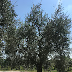 Photo n°1 de l'avis de Elena.a fait le 13/08/2019 à 21:11 sur le  Ristorante Cascina Capuzza à Desenzano del Garda