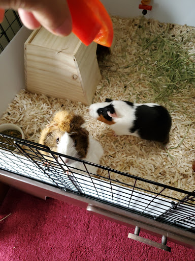 Pet Supply Store «PetSmart», reviews and photos, 2101 Elmwood Ave, Buffalo, NY 14207, USA