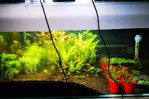 Aquatic Plants Aquarium水草水族馆 image