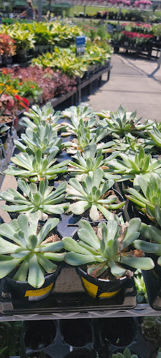 Department Store «Walmart Supercenter», reviews and photos, 150 Commerce Drive, Fairfield, IL 62837, USA