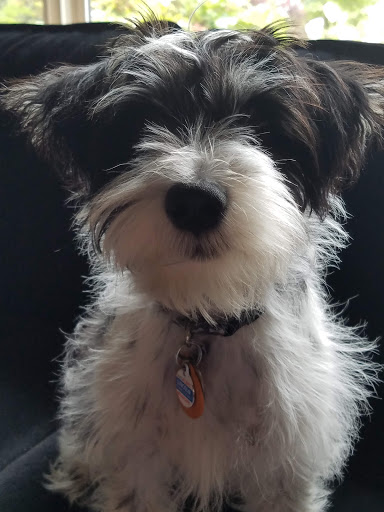 Pet Store «Fairwood Pet Center», reviews and photos, 14201 SE Petrovitsky Rd, Renton, WA 98058, USA