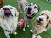 A Bark Idea - Photo 3 - Car repair in Redondo Beach, CA, Long Beach