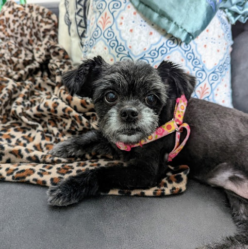 Pet Supply Store «Petco Animal Supplies», reviews and photos, 1963 S Hurstbourne Pkwy, Louisville, KY 40220, USA