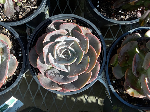 Home Improvement Store «The Home Depot», reviews and photos, 1524 E Brandon Blvd, Brandon, FL 33511, USA