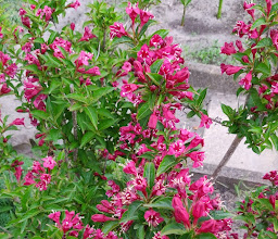 Kleingartenanlage An der Trainierbahn e.V. photo