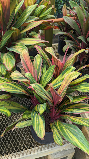 Garden Center «The Plant Place», reviews and photos, 6114 Market St, Wilmington, NC 28405, USA