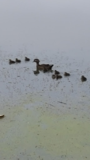 Golf Course «Hobbits Glen Golf Course», reviews and photos, 11130 Willow Bottom Dr, Columbia, MD 21044, USA