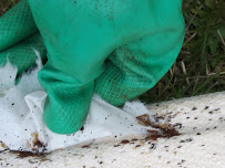 Precision Pest Control - Photo 2 - Car repair in , Saginaw