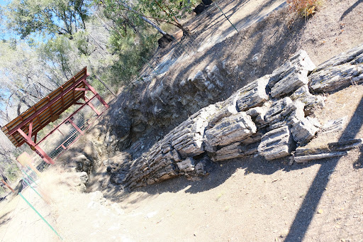 National Forest «Petrified Forest», reviews and photos