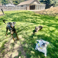 Snipville Pet Care - Photo 5 - Car repair in Salinas, CA, Salinas