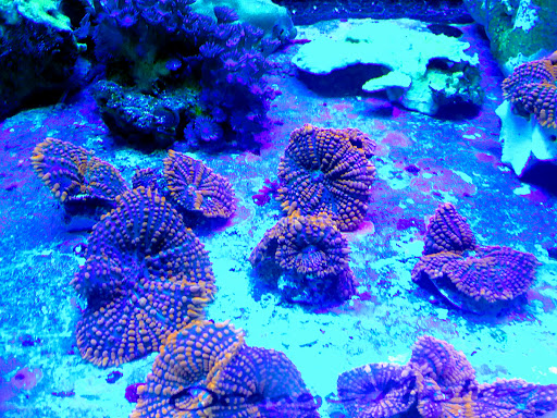 Pet Store «The Aquarium & Fish Store», reviews and photos, 710 W Lumsden Rd, Brandon, FL 33511, USA