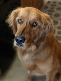 Paws On Pet Sitting - Photo 4 - Car repair in , Phoenix