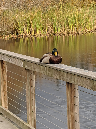 Park «Scriber Lake Park», reviews and photos, 5601 198th St SW, Lynnwood, WA 98036, USA