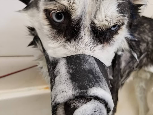 Pet Supply Store «Pet Care Inc.», reviews and photos, 2500 East Cesar E Chavez Avenue, Los Angeles, CA 90033, USA