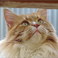 Mrs Katz In-Home Cat Care - Photo 2 - Car repair in , The Woodlands