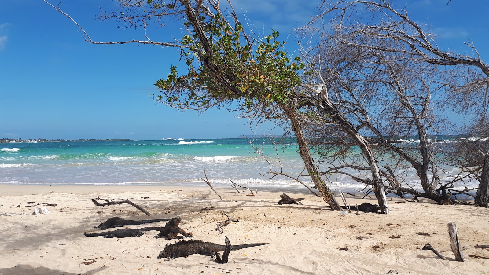 La Playita'in fotoğrafı çok temiz temizlik seviyesi ile