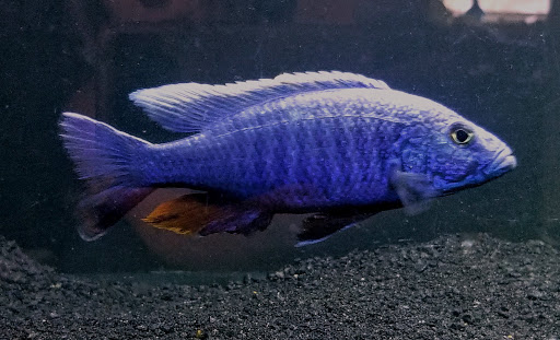 Pet Supply Store «Pets Plus», reviews and photos, 2286 Main St, Tewksbury, MA 01876, USA