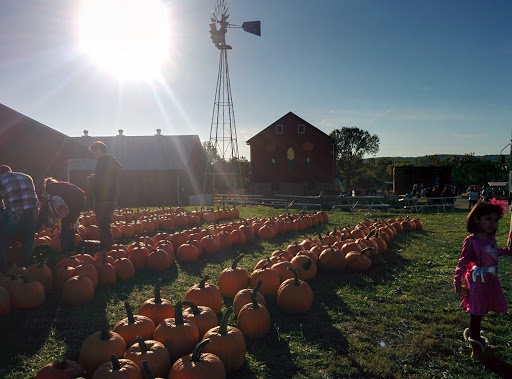 Festival «Temple Hall Fall Festival & Corn Maize», reviews and photos, 15855 Limestone School Rd, Leesburg, VA 20176, USA