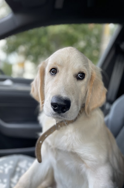 Funny dog