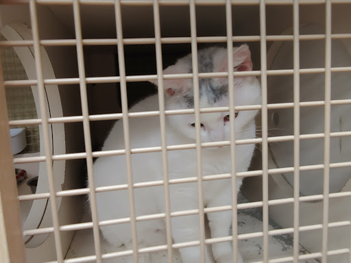 Pet Supply Store «Petco Animal Supplies», reviews and photos, 680 Downingtown Pike, West Chester, PA 19380, USA