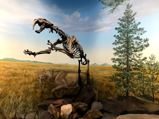 Natural History Museum «Burke Museum of Natural History and Culture», reviews and photos, 1413 NE 45th St, Seattle, WA 98105, USA