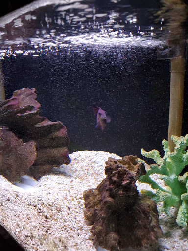 Tropical Fish Store «Marine Oasis», reviews and photos, 5340 W Ridge Rd, Spencerport, NY 14559, USA