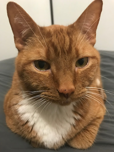 Pet Supply Store «PetSmart», reviews and photos, 1945 Pavilion Way, Lexington, KY 40509, USA