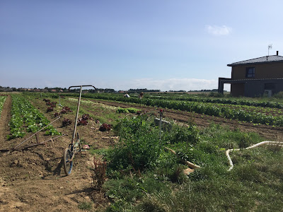 Ferme Jardin Gosselin à Hermanville-sur-Mer