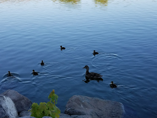 Nature Preserve «Virginia Lake», reviews and photos, 1980 Lakeside Dr, Reno, NV 89509, USA