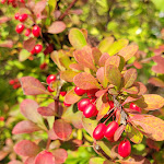 Photo n°5 de l'avis de Steffi.i fait le 28/10/2022 à 15:54 sur le  Zum Schwarzen Ross à Veitsbronn