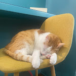 Photo n°3 de l'avis de Danila.a fait le 07/06/2023 à 20:48 sur le  Crazy Cat Café à Milan