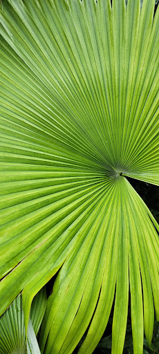 Art Museum «Norton Museum of Art», reviews and photos, 1451 S Olive Ave, West Palm Beach, FL 33401, USA