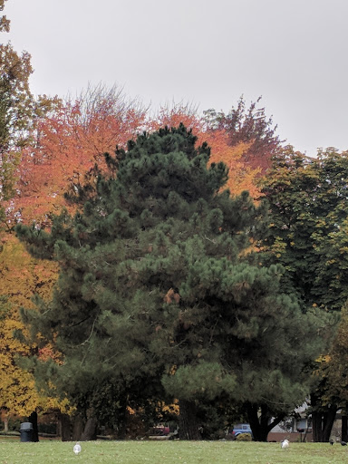 Park «Matthews Beach Park», reviews and photos, 5100 NE 93rd St, Seattle, WA 98115, USA