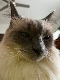 City Cats Dallas - Photo 3 - Car repair in , Dallas