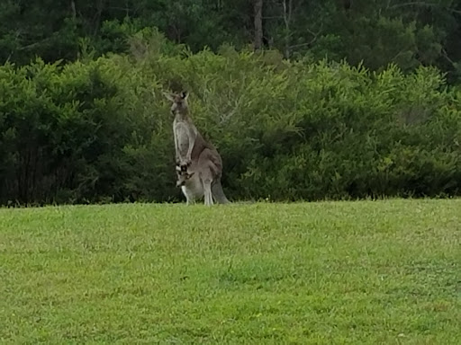 Travel Agency «About Australia», reviews and photos, 226 W Rector #1, San Antonio, TX 78216, USA