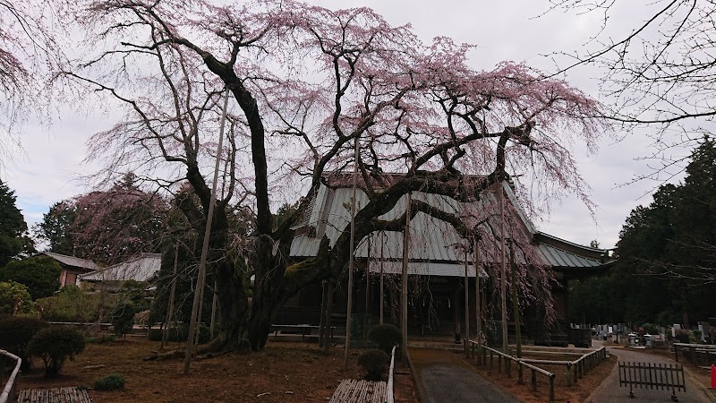 長光寺のしだれ桜