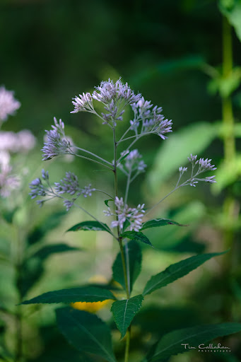 Nature Preserve «Camp Pine Woods», reviews and photos, Central Rd, Glenview, IL 60025, USA