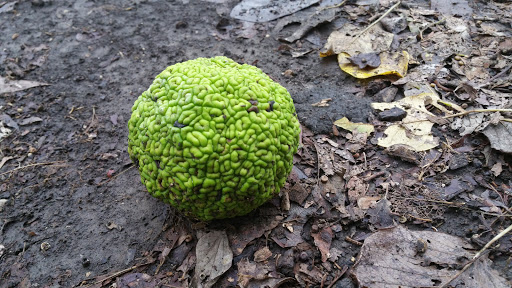 Park «Bob McFarland Park», reviews and photos, 410 E Embercrest Dr, Arlington, TX 76018, USA