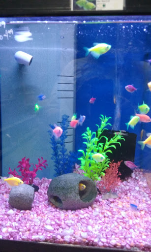 Tropical Fish Store «Blue Reef Aquatics», reviews and photos, 5960 Losee Rd, North Las Vegas, NV 89081, USA