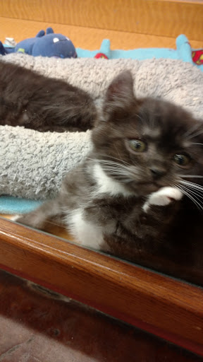 Pet Store «Animal Ark», reviews and photos, 175 S 500 E St, American Fork, UT 84003, USA