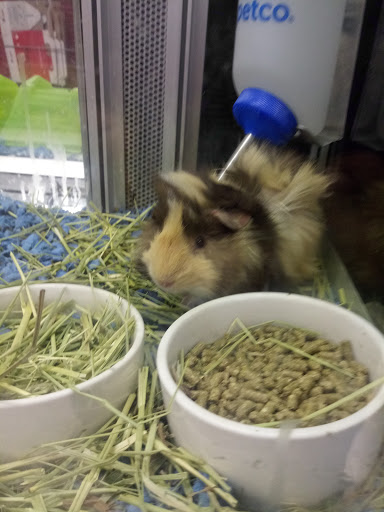 Pet Supply Store «Petco Animal Supplies», reviews and photos, 420 El Cerrito Plaza, El Cerrito, CA 94530, USA