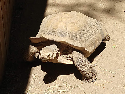 Big Bear Alpine Zoo image