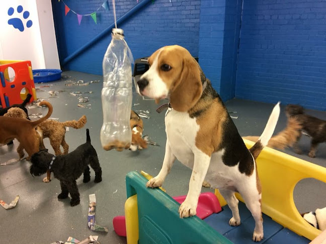 Comments and reviews of Aunties Doggie Daycare, Grooming & Shop