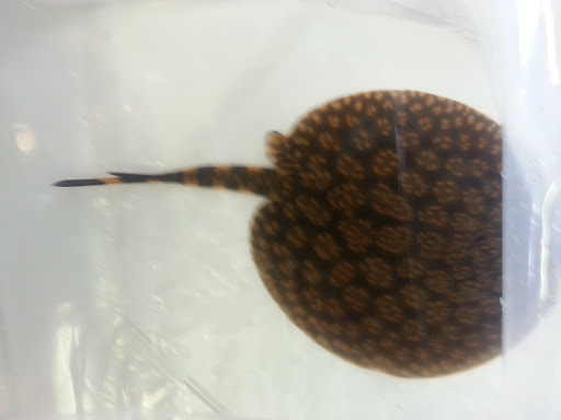 Aquarium «Skoolz of Fish», reviews and photos, 1503 Chamberlayne Ave, Richmond, VA 23222, USA