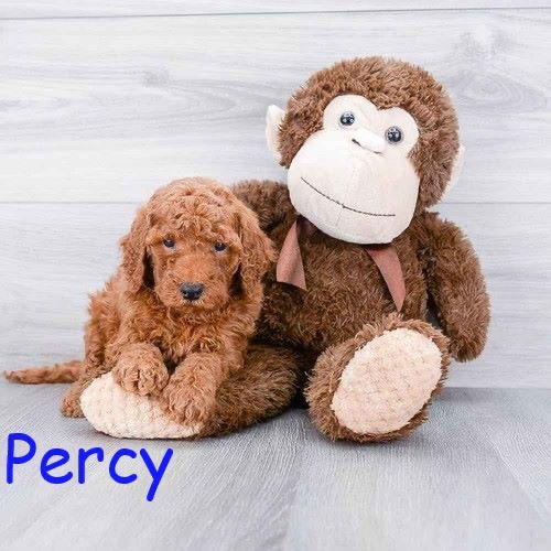 Pet Store «Pet Express», reviews and photos, 100 Independence Way, Danvers, MA 01923, USA