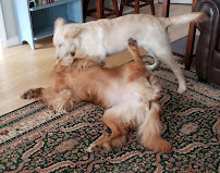 Merry Pawpins Pet Care, LLC - Photo 3 - Car repair in , Norwich