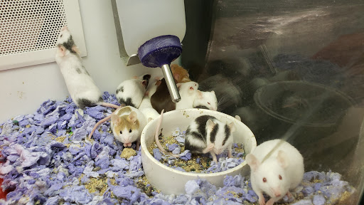 Pet Supply Store «Petco Animal Supplies», reviews and photos, 801 W Lake Ave, Peoria, IL 61614, USA